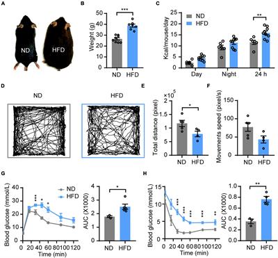 Chronic high-fat diet induces overeating and impairs synaptic transmission in feeding-related brain regions